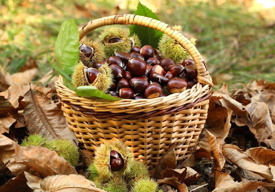 B&B Lo Scoiattolo del Pollino Rotonda Esterno foto